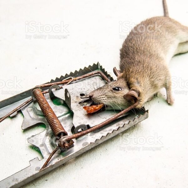 Classic Metal Rat Traps Fully Galvanized – Humane Rat Traps That Work – Snap Rat Trap – Durable Reusable Rat Trap – Effective Rat Traps